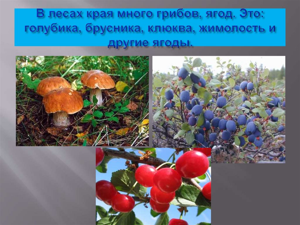 В лесах края много грибов, ягод. Это: голубика, брусника, клюква, жимолость и другие ягоды.