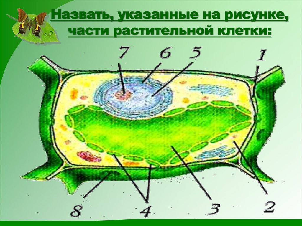 Растительная клетка 6. Назвать указанные на рисунке части растительной клетки. Части растительной клетки рисунок. Клетки растительных тканей рисунок. Рисуем ткани растительной клетки.