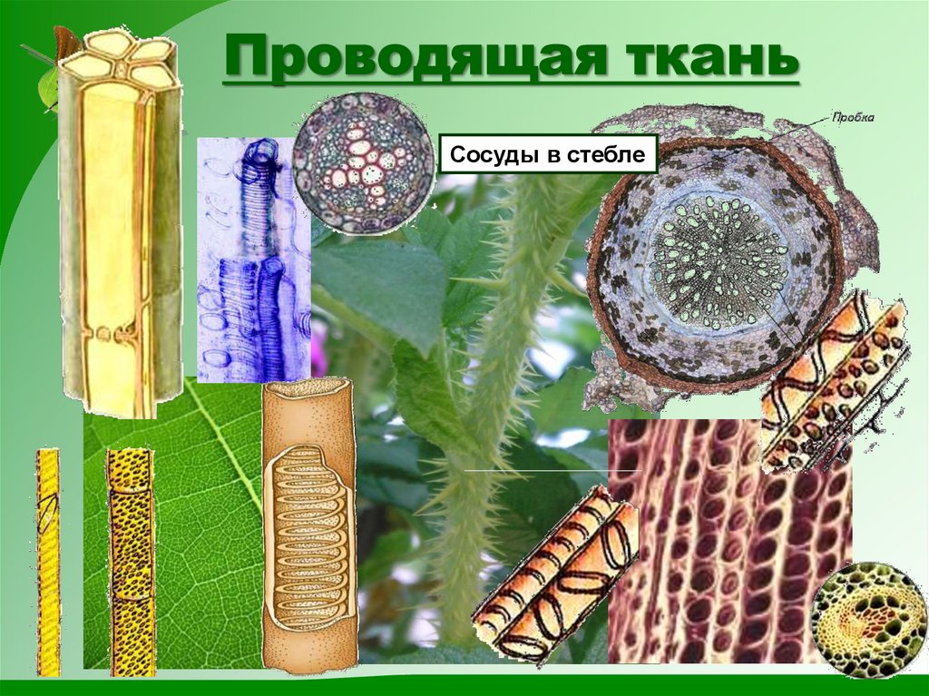 Механическая ткань растений сосуды. Проводящая ткань. Проводящая ткань растений. Проводящая ткань в стебле. Ткани растений Проводящая ткань.