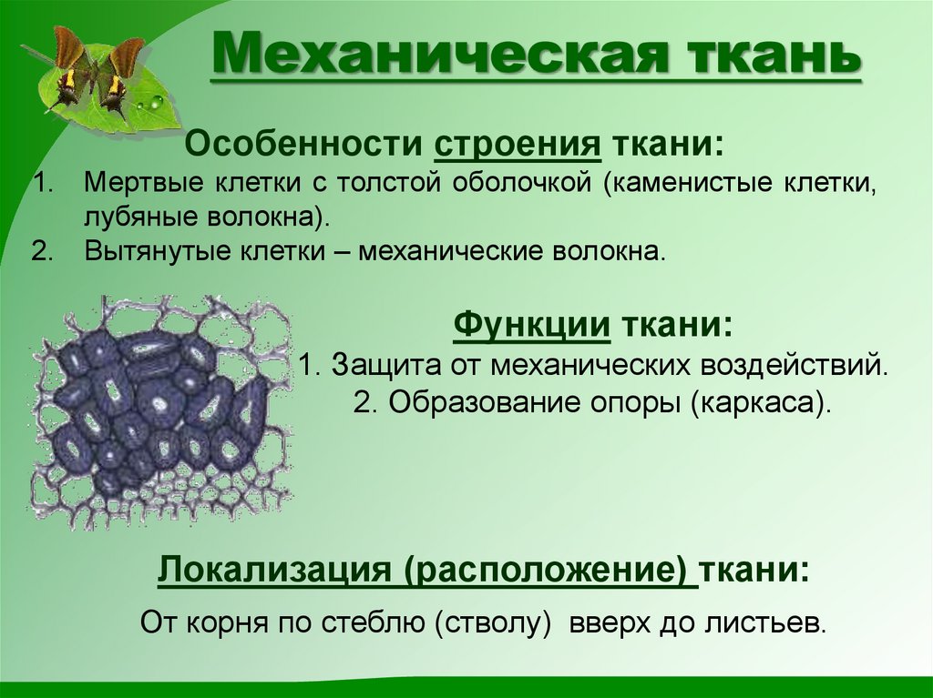 Биология 6 класс ткани растений рисунок