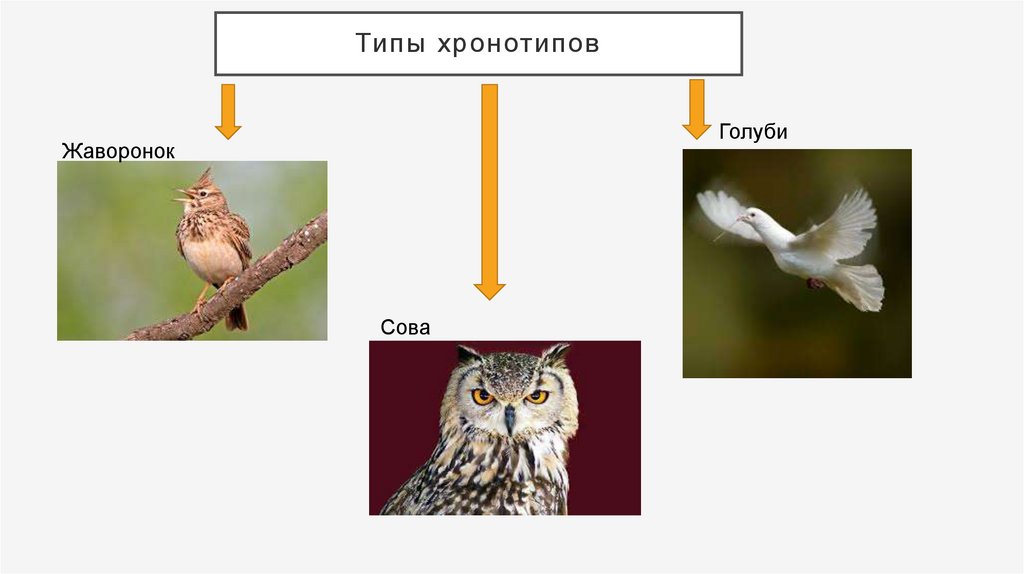 Презентация хронотипы человека