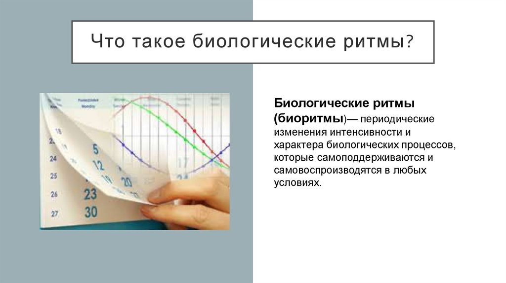 11 класс биологические ритмы презентация