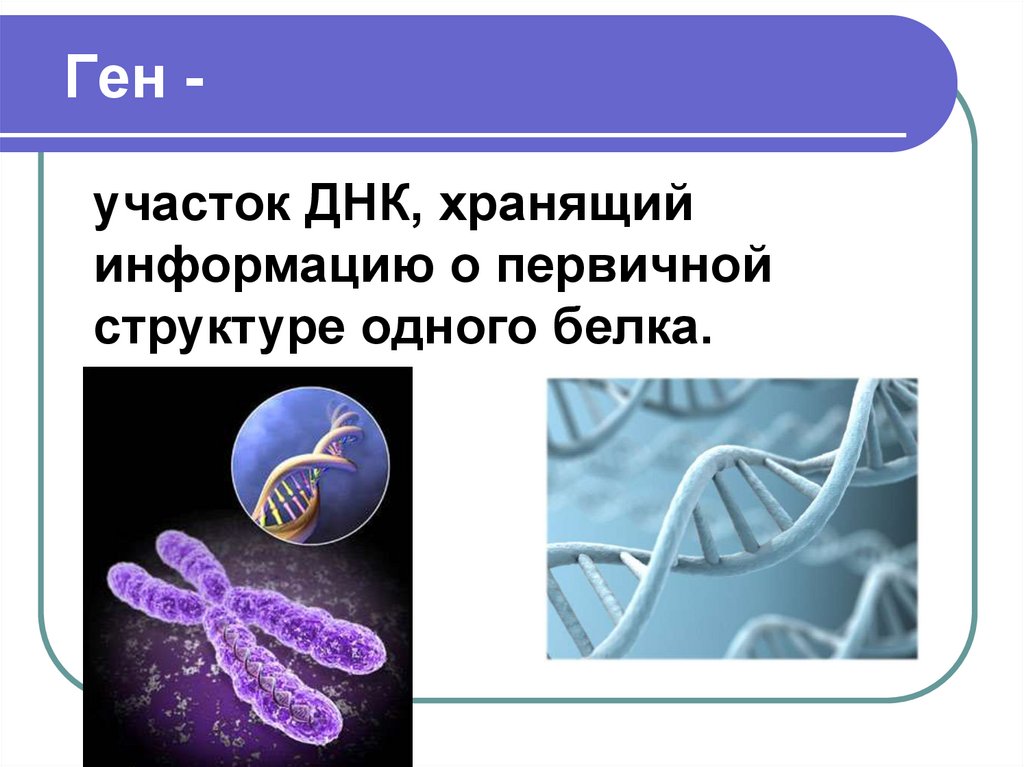 Ген биология 9. Ген для презентации. Ген и генетика. Понятие о геноме. Презентация по генетике.