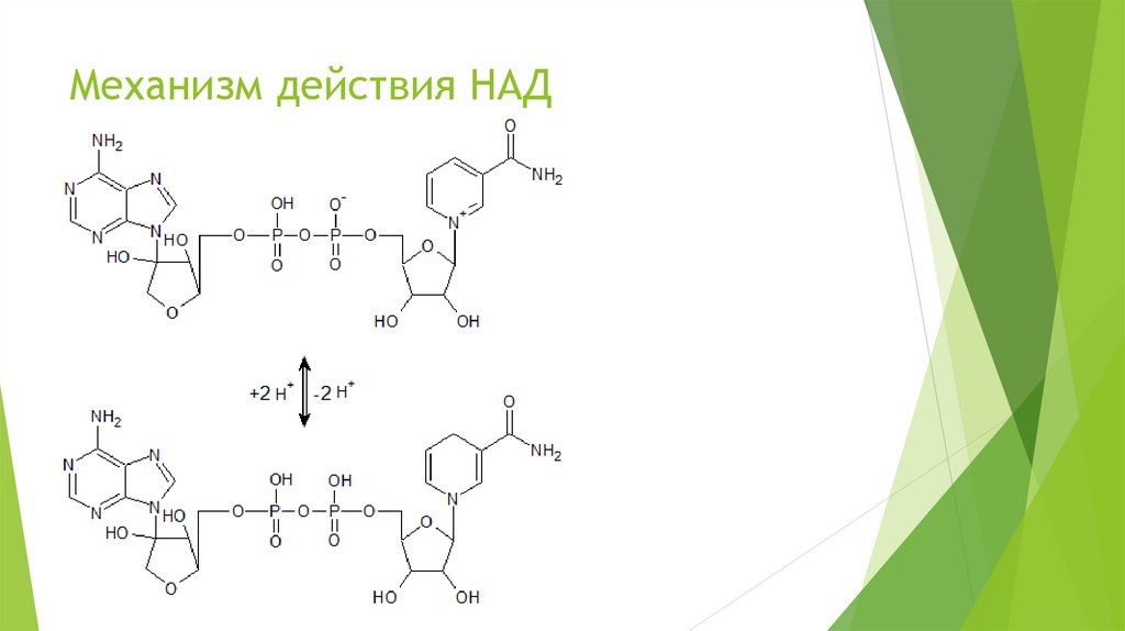 Механизм действия НАД