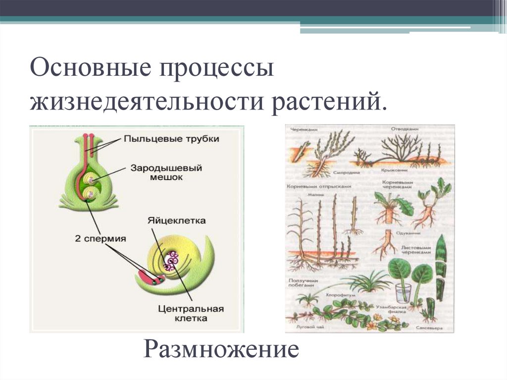 Как называется процесс жизнедеятельности растений 6 класс. Процессы жизнедеятельности растений. Процессы жизнедеятельности растительных организмов. Основные процессы жизнедеятельности растительного организма. Жизнедеятельность растений таблица.