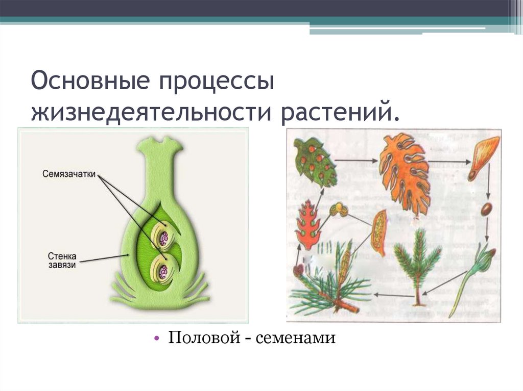 Какие процессы бывают в биологии. Процессы жизнедеятельности растений 6 класс биология. "Процессы жизнедеятельности растени. Процессыжинидеятельностирамтений. Основные процессы растений.
