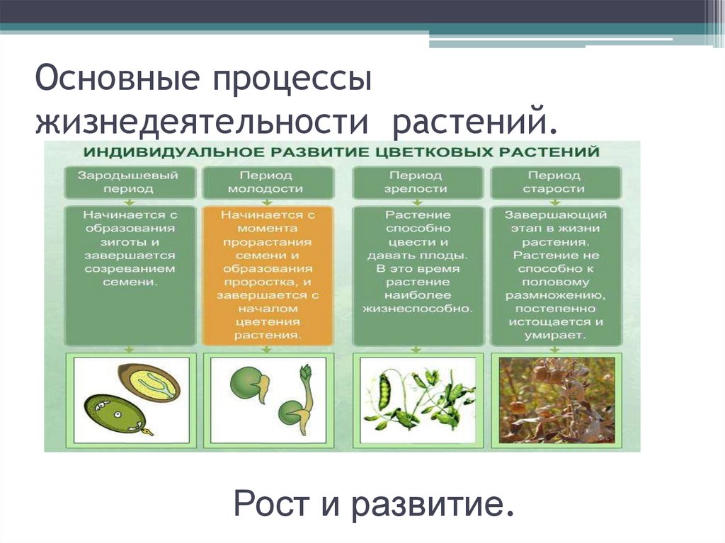 Какие процессы бывают в биологии. Процессы жизнедеятельности растений 6 класс биология. Биологические процессы растений 6 класс. Основные процессы жизнедеятельности растений 6 класс биология. Основные процессы жизнедеятельности растительного организма.