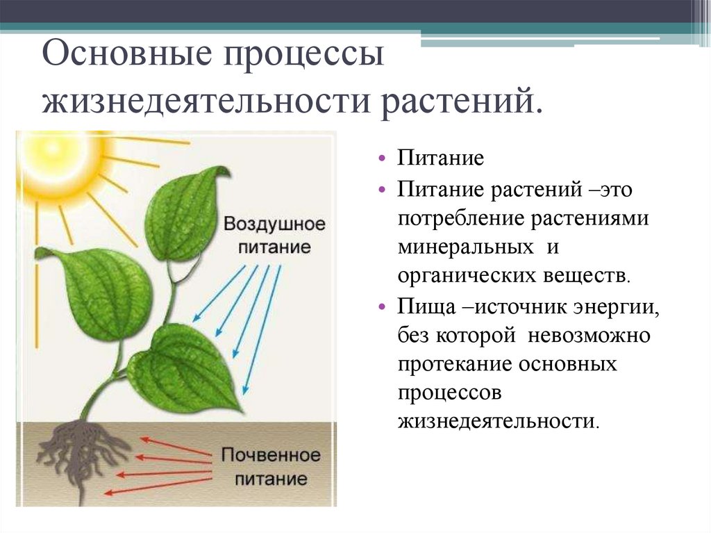 В чем заключается процесс развития для растения. Процессы жизнедеятельности цветковых растений. Процессы жизнедеятельности растения дыхание питание. Процессы жизнедеятельности растений 6 класс биология. Процессыжинидеятельностирамтений.