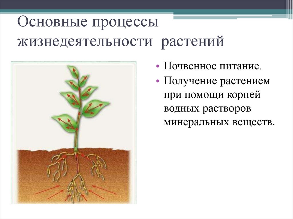 Какие бывают процессы в биологии 6 класс. Процессы жизнедеятельности растений. Основные процессы жизнедеятельности растений. Процессы происходящие в растениях. Основные жизненные процессы растений.