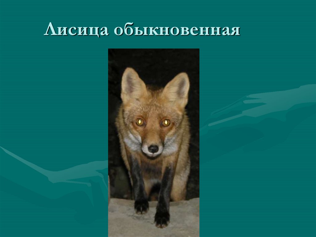 Млекопитающие крыма. Экологическая ниша лисы обыкновенной. Органы передвижения лисица обыкновенная. Экологическую нишf KBCS J,sryjdtyyjq. Опишите экологическую нишу лисы.