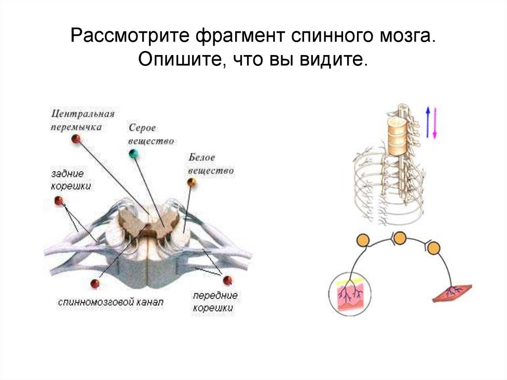 Рассмотрите фрагмент спинного мозга. Опишите, что вы видите.