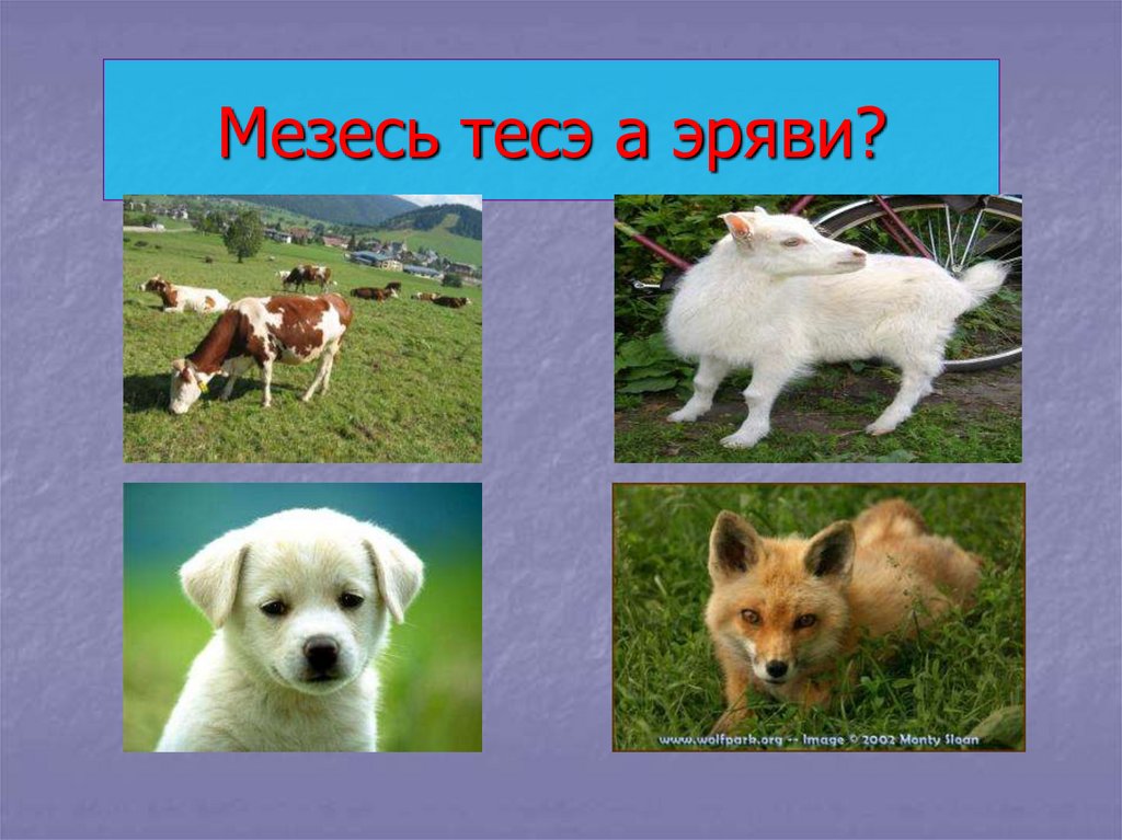 Мезесь тесэ а эряви?