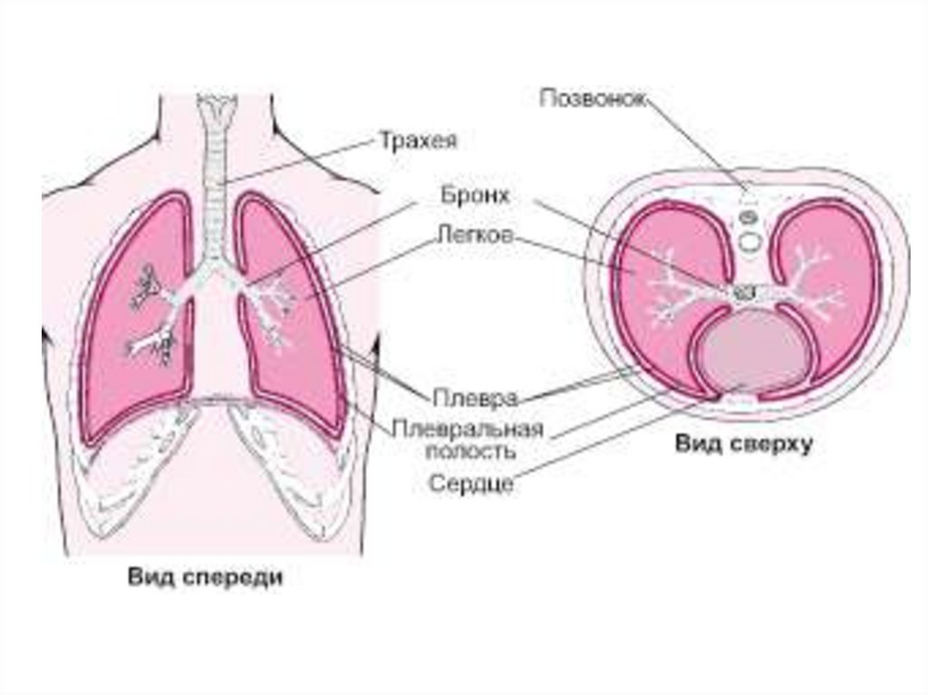 Где находится плевра у человека фото