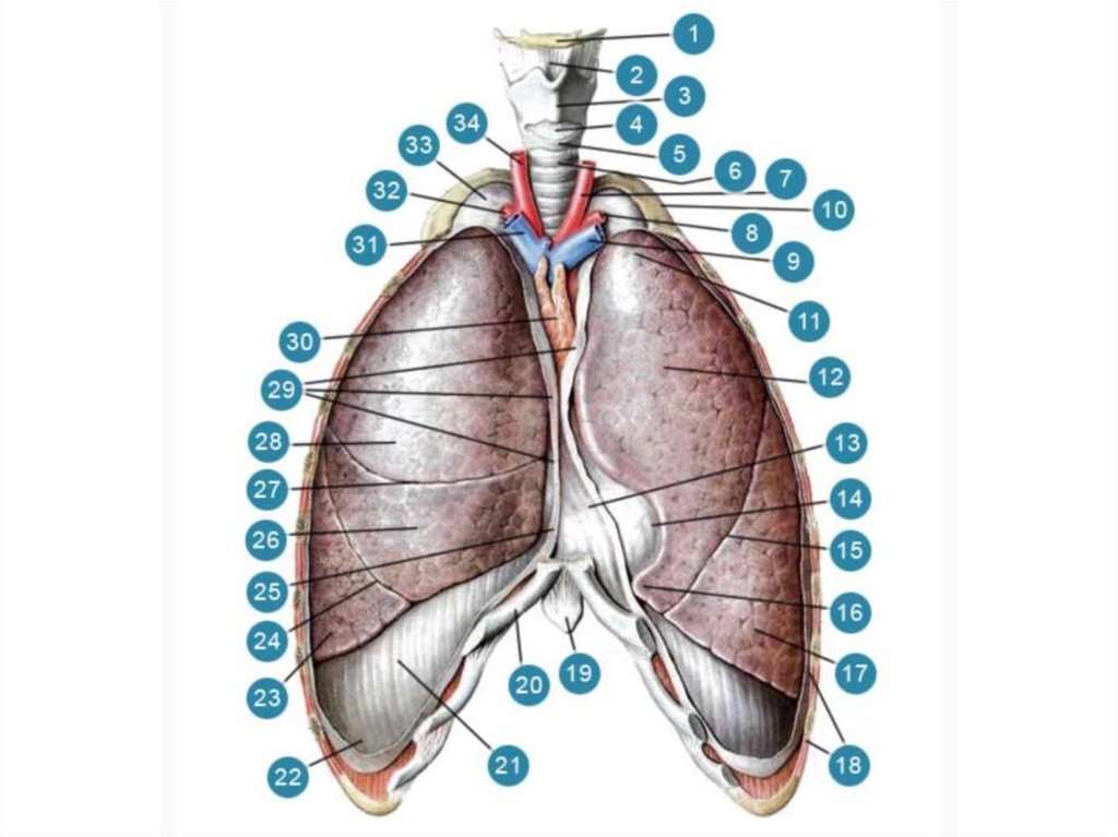 Строение легких человека. Lingula pulmonis. Лёгкие анатомия. Легкие человека анатомия. Структура легкого у человека.