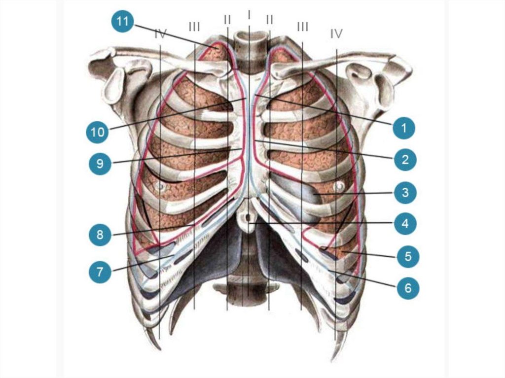 Грудная стенка. Проекция границ легких и плевры. Скелетотопия купола плевры. Купол плевры анатомия. Скелетотопия дыхательной системы.