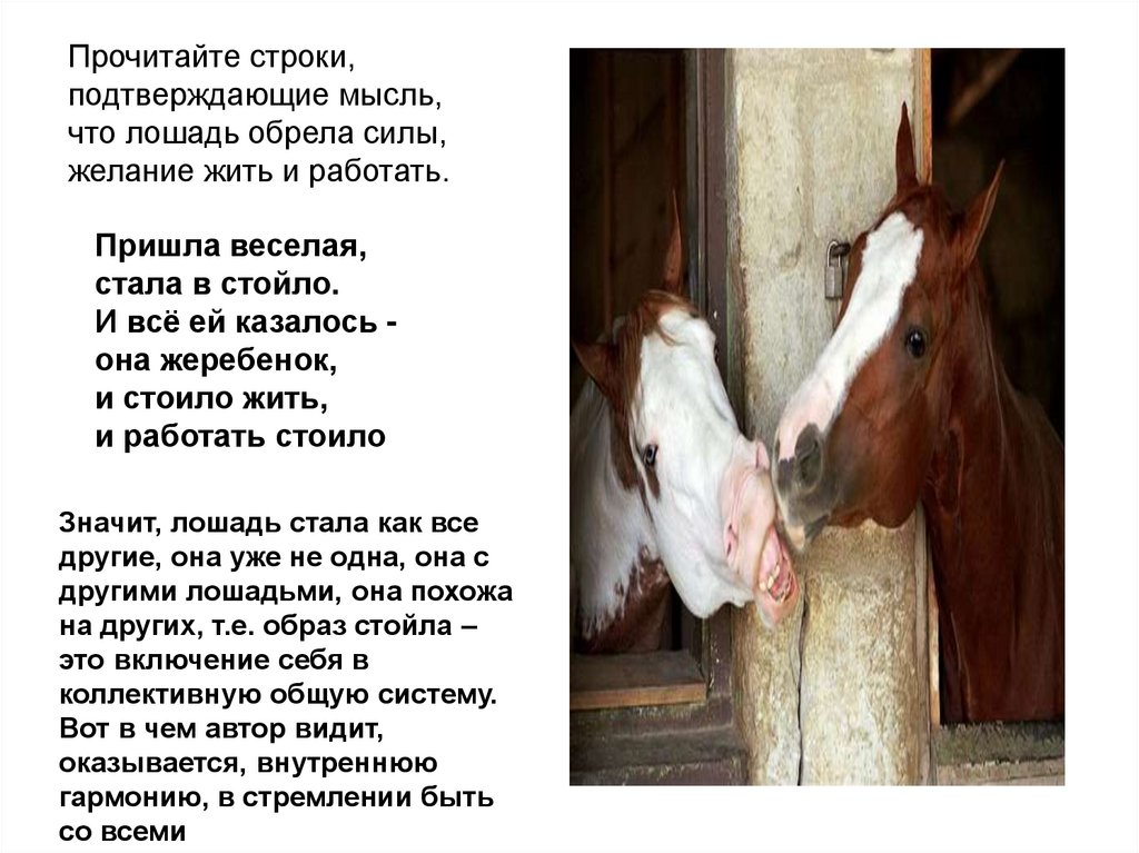 Лошадка пришла. Стихи про лошадей. Стихотворение про лошадь. Стих хорошая лошадь. Стихи про коней лошадей.