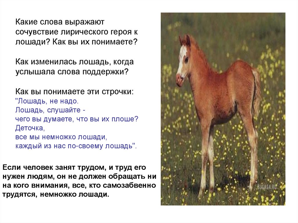 Стихотворение хорошо относится к лошадям маяковский. Сти хорошее отношение к лошадям. Стих хорошее отношение к лошадям. Хорошее отношение к лошадям Маяковский. Какие слова выражают сочувствие лирического героя к лошади.