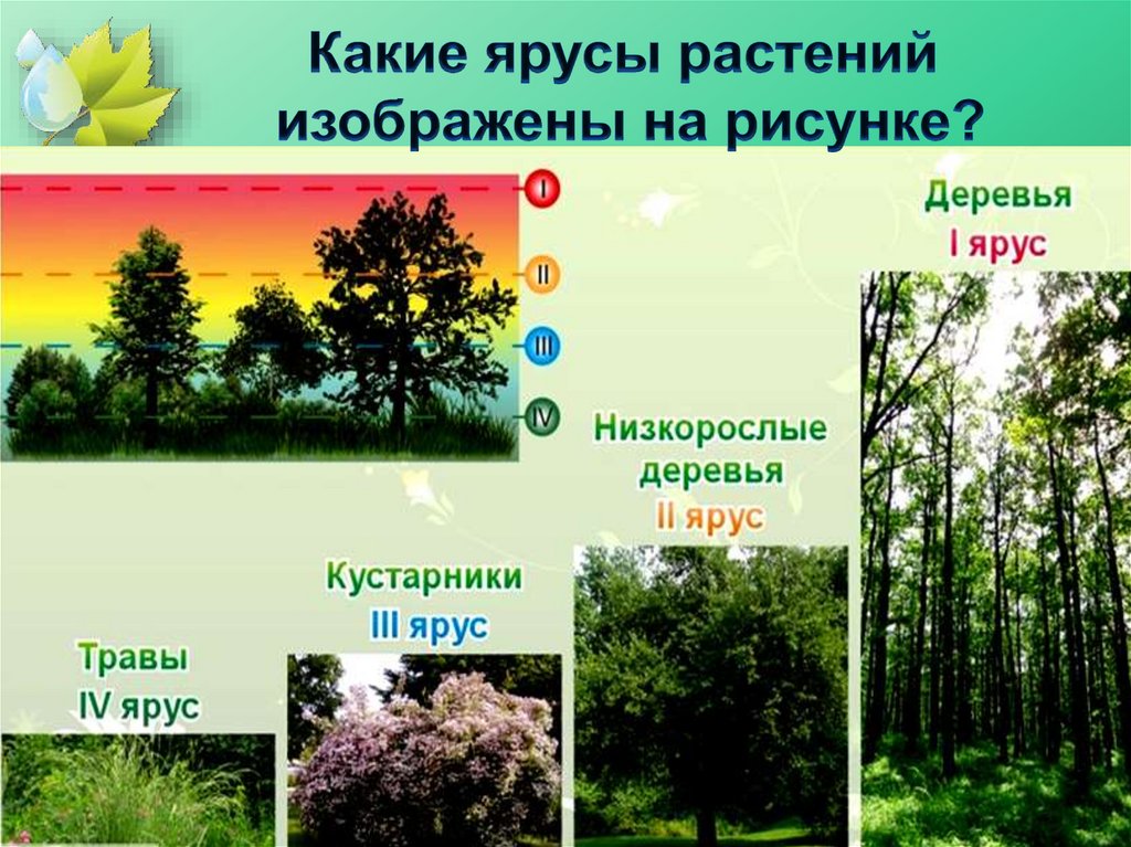 Растения 4 яруса леса. Ярусность растений. Ярусность растений леса. Ярусность растений в лесу. Ярусы лиственного леса.