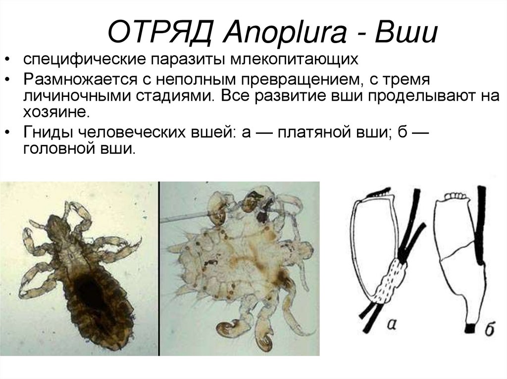 Отряд блохи презентация