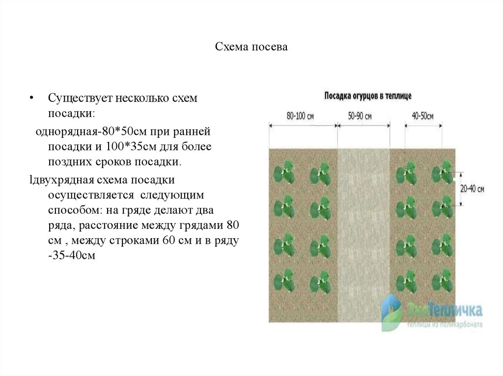 Выращивание огурца в весенней пленочной теплице. (6 класс, технология) -презентация онлайн