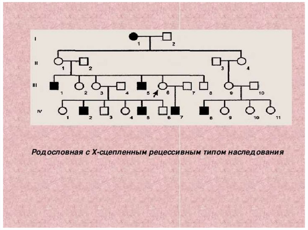 Презентация родословная человека