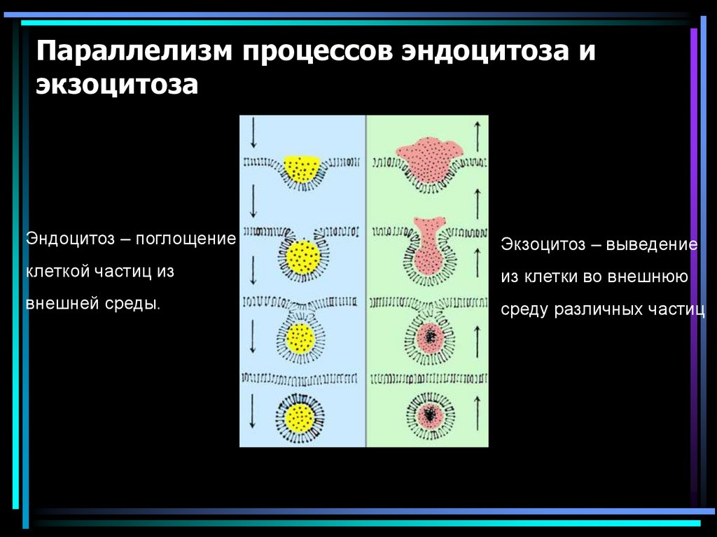 Поглощение клеток