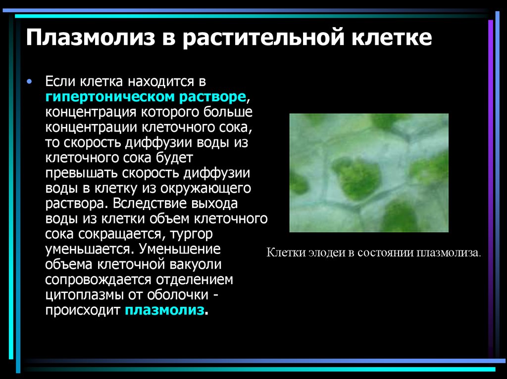 Клетки находятся в дистиллированной воде. Плазмолиз и деплазмолиз в растительной клетке. Плазмолиз растительной клетки. Плазмолиз в клетках растений. Плазмолиз клетки.