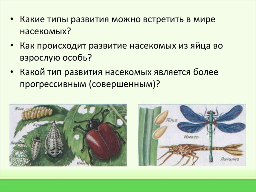 Какой тип развития у комара. Развитие насекомых. Как происходит развитие насекомых. Типы развития. Типы развития насекомых презентация.