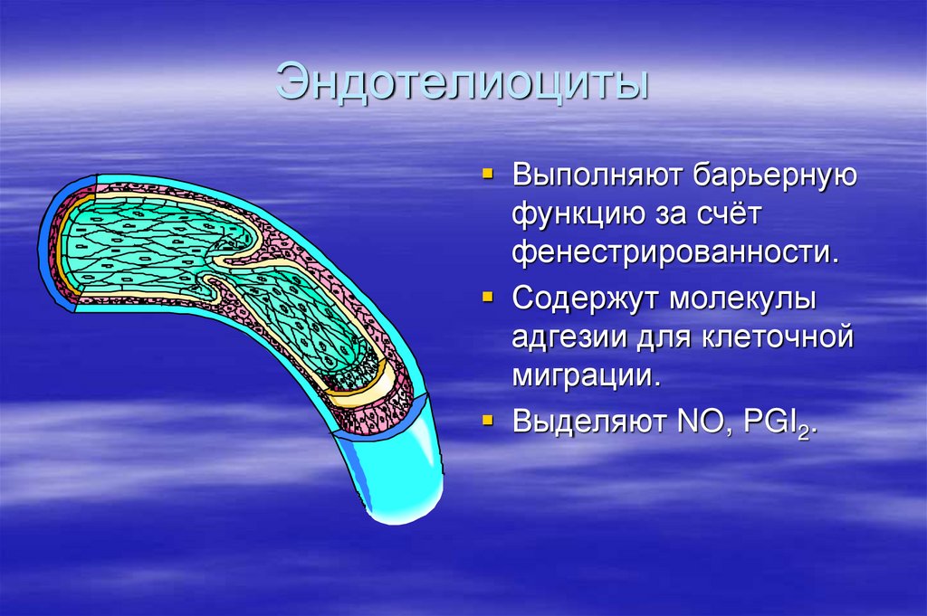 Что значит барьерная. Эндотелиоциты. Строение эндотелиоцита. Эндотелиоцит функции. Строение эндотелиальной клетки.