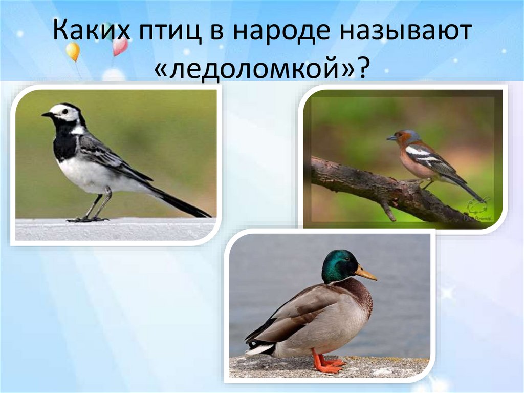 Какие птицы одомашнены. Каких птиц в народе называют «ледоломкой»?. Какая птица носит название каши. Какая птица носит название музыкального инструмента. Птица ледоломка что за птица.