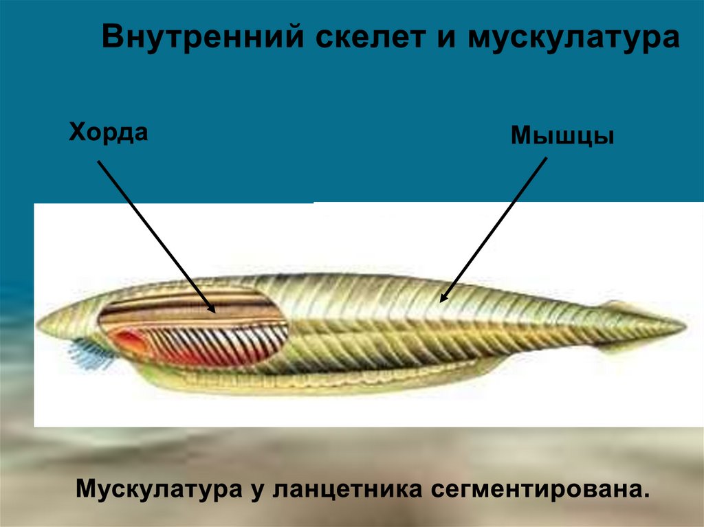 Класс ланцетники презентация