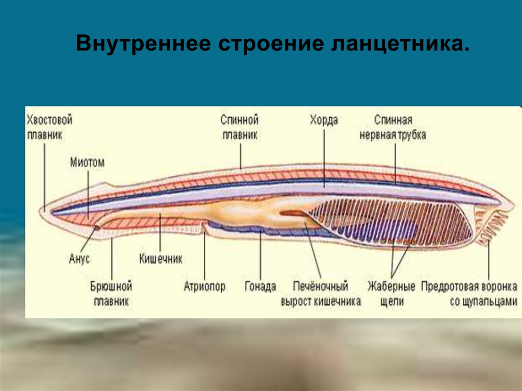 Строение ланцетника. Ланцетник строение атриопор. Предротовая воронка у ланцетника. Строение ланцетника 7 класс биология. Покровы ланцетника.