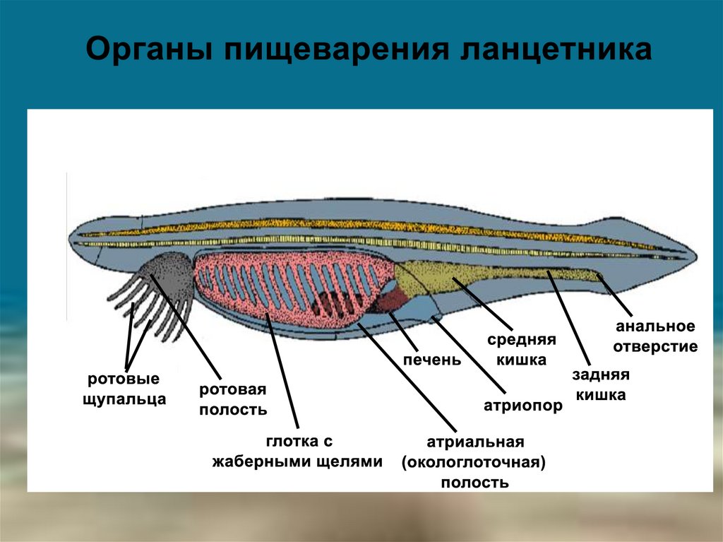 Общий план строения хордовых расположив их внутренние органы в верной последовательности