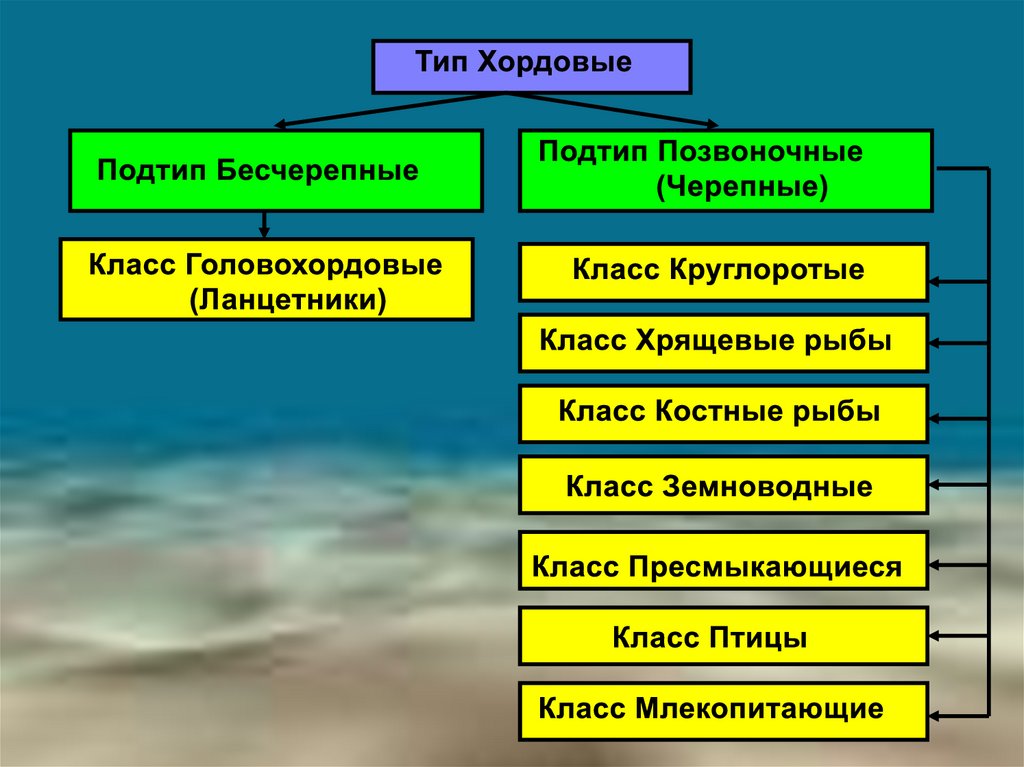 Тип хордовые общая характеристика презентация