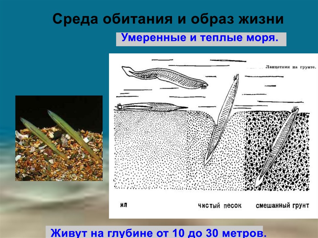 Презентация тип хордовые 7 класс пасечник линия жизни