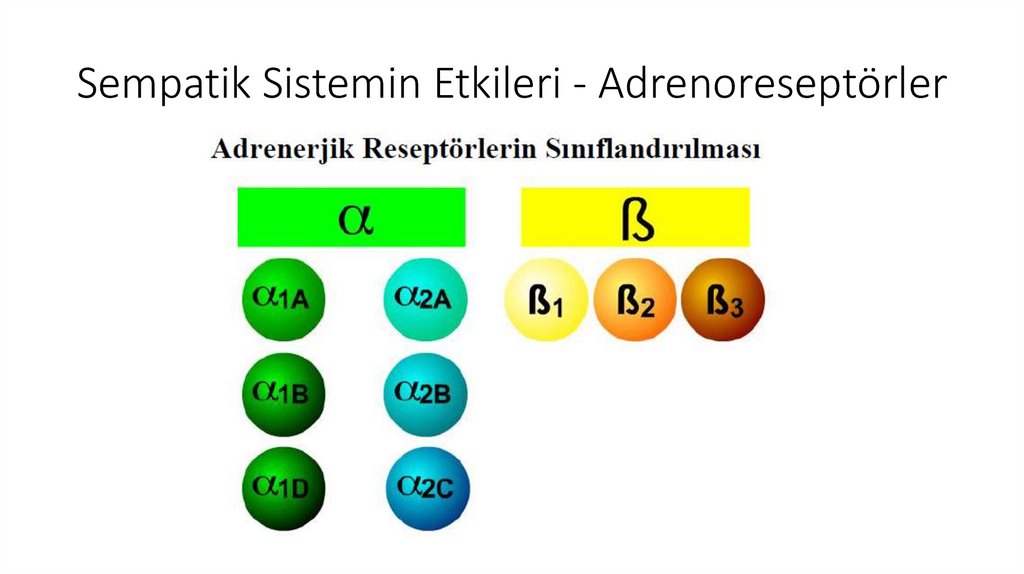 Sempatik Sistemin Etkileri - Adrenoreseptörler