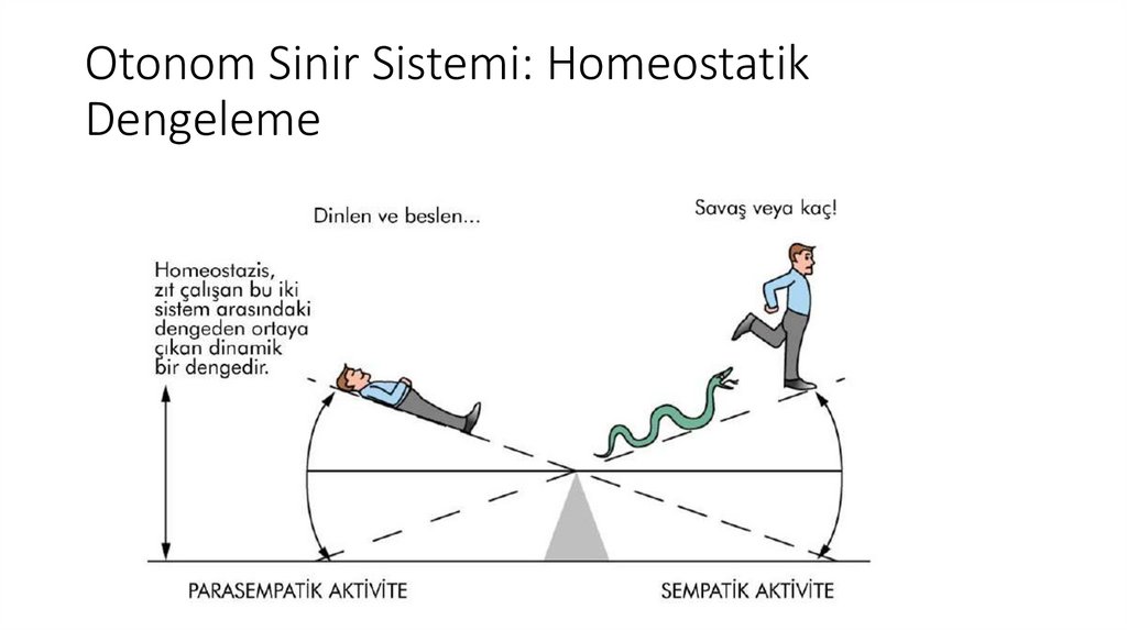 Otonom Sinir Sistemi: Homeostatik Dengeleme