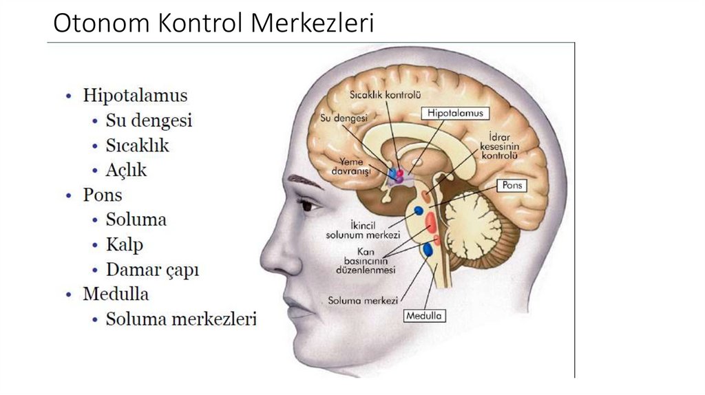 Otonom Kontrol Merkezleri