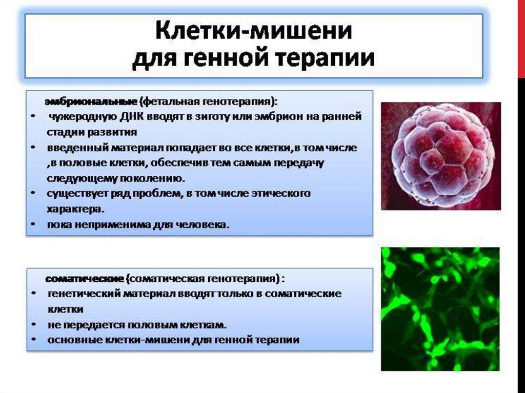 Наследственные заболевания мозга. Генная терапия соматических клеток. Этапы генной терапии. Генная терапия наследственных заболеваний. Подходы к лечению наследственных заболеваний.