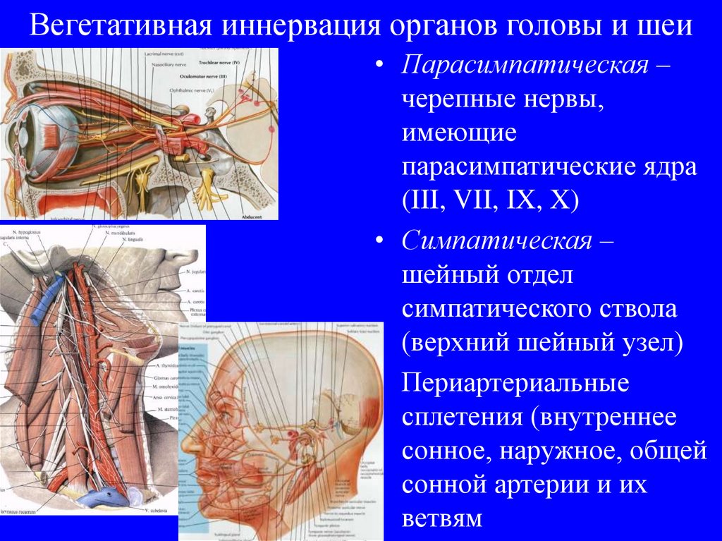 Иннервация головы и шеи. Доступы к органам головы. Отношение анатомических образований к сердцу. Шея Морфо-функциональное значение. Почему голова органа розовое.