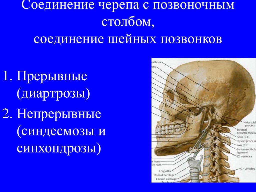 Подвижные соединения черепа. Соединение черепа с позвоночным столбом. Соединение черепа с позвоночником у человека. Суставы черепа.