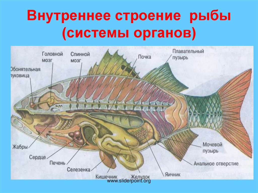 Соотнеси названия внутренних органов рыб с цифрами на изображении