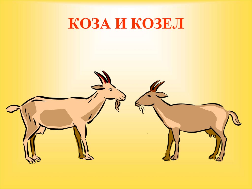КОЗА И КОЗЕЛ