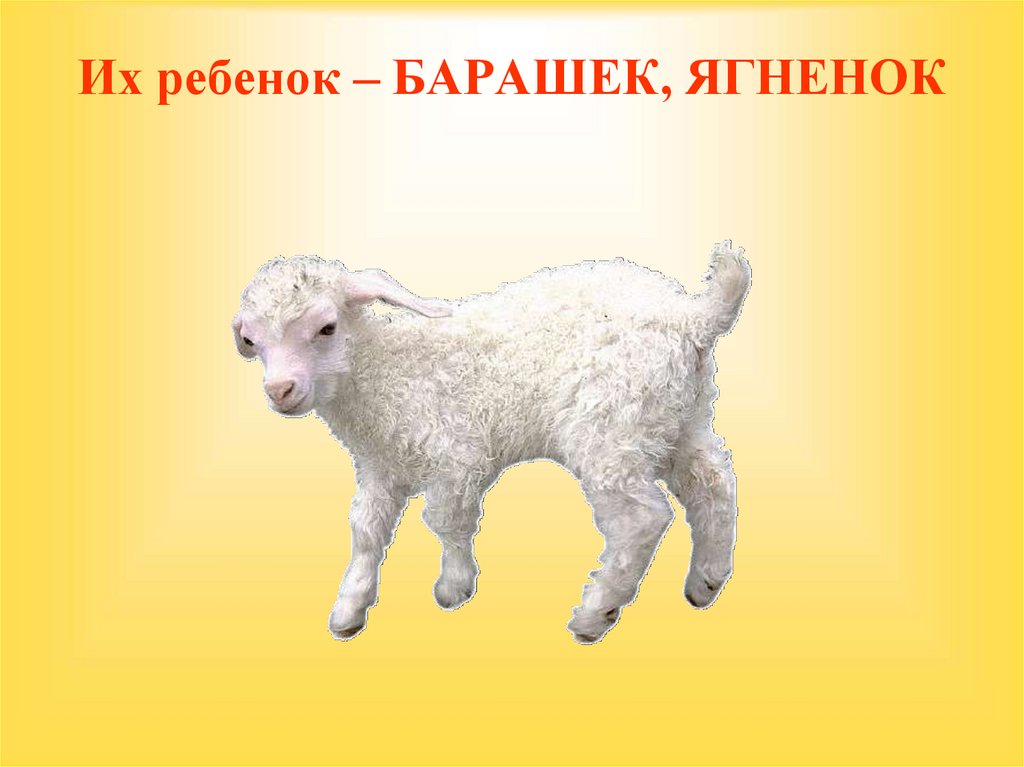 Их ребенок – БАРАШЕК, ЯГНЕНОК