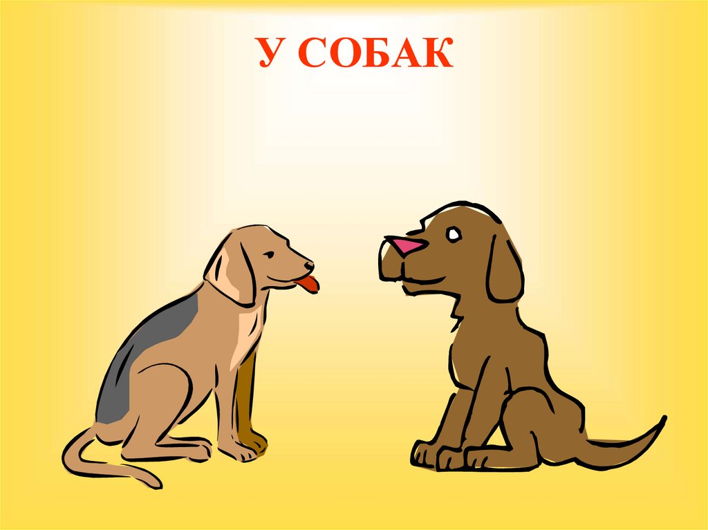 У СОБАК