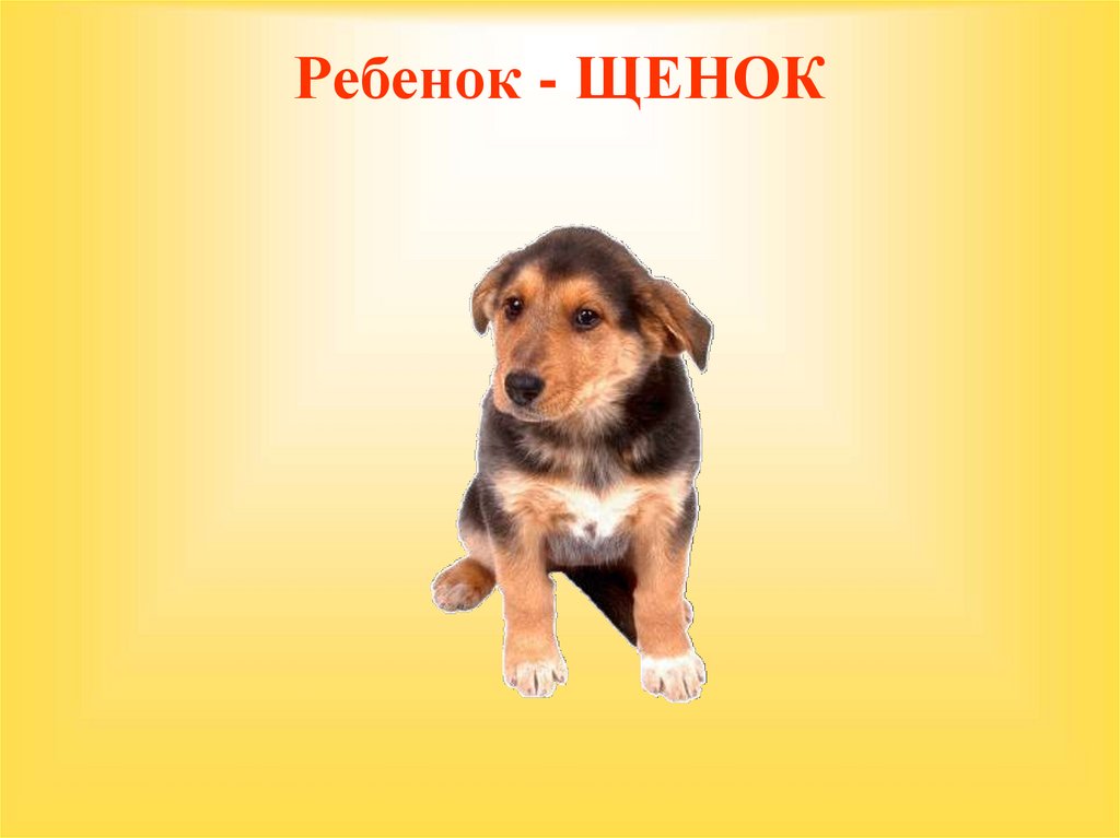 Ребенок - ЩЕНОК