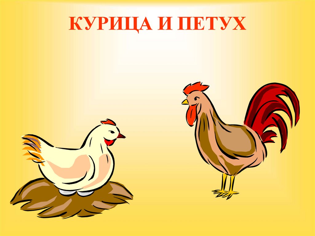 КУРИЦА И ПЕТУХ