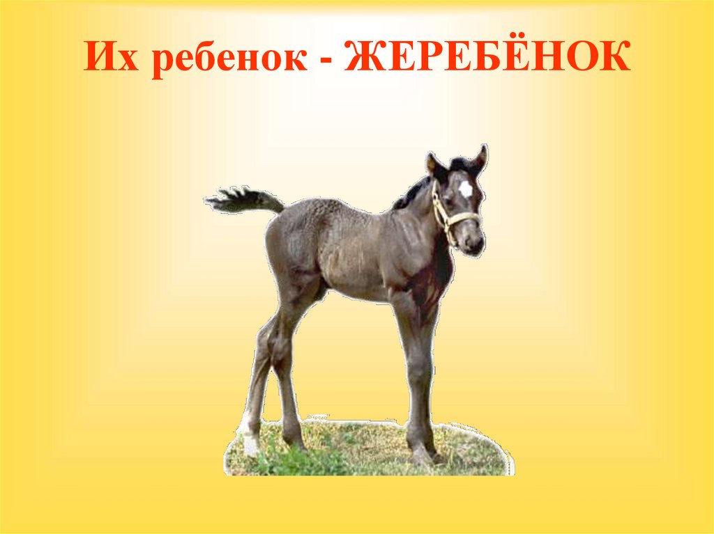 Их ребенок - ЖЕРЕБЁНОК