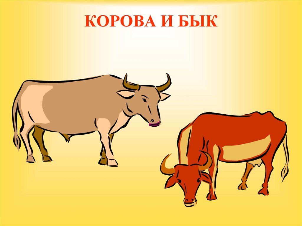КОРОВА И БЫК