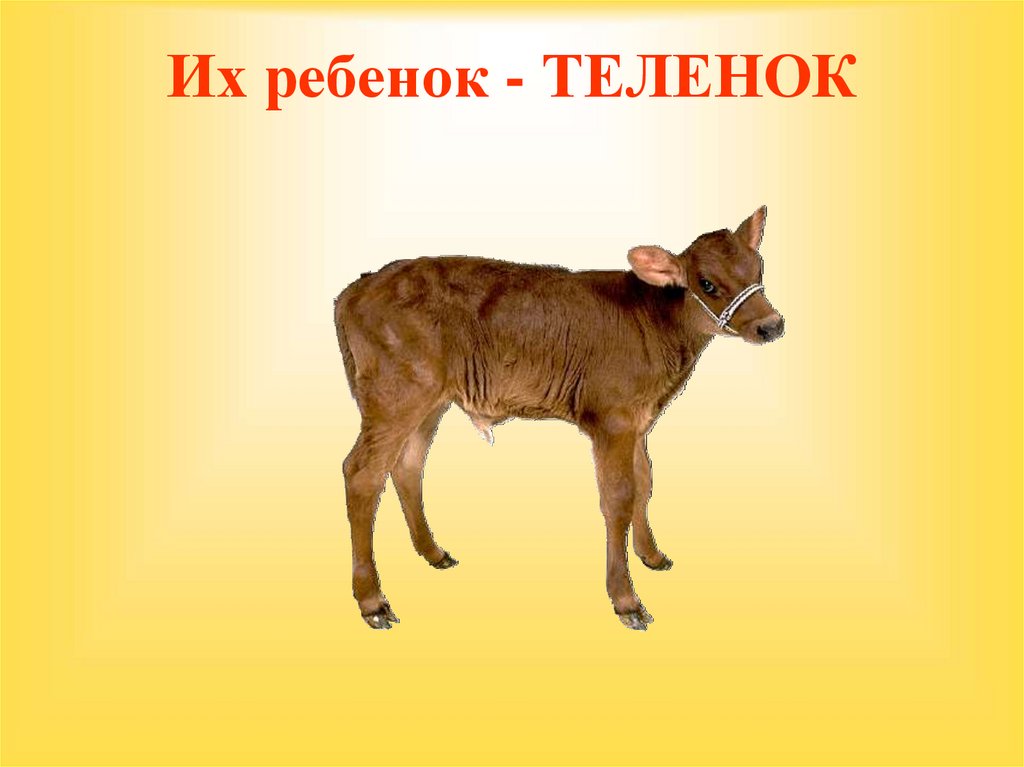 Их ребенок - ТЕЛЕНОК